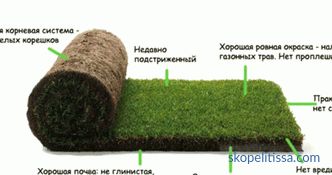 Rasengras in Rollen, Preise für Rasengras, die Rasengras in Moskau kaufen
